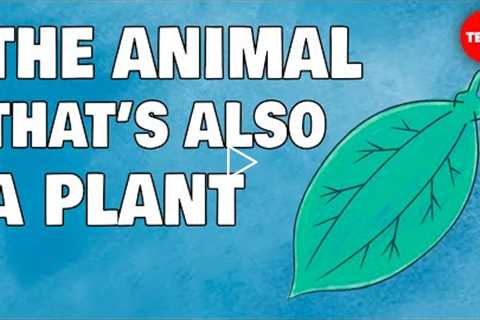 These animals are also plants … wait, what? - Luka Seamus Wright
