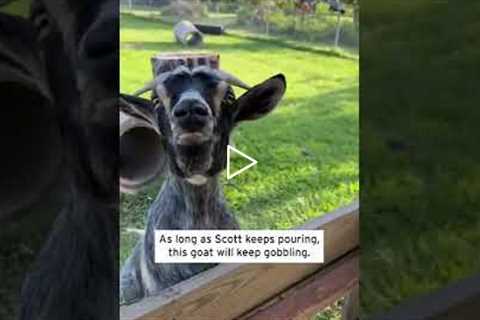 Man Adds Funny Sound Effects as He Feeds Hungry Goat #shorts