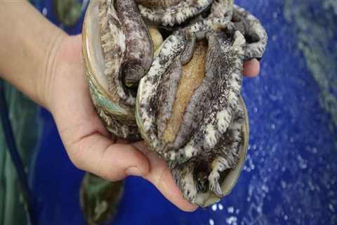 Why does abalone cost so much?