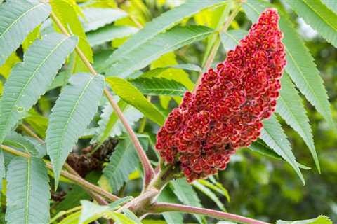 Sumac is a Versatile Spice That Adds a Zesty Punch to Dishes