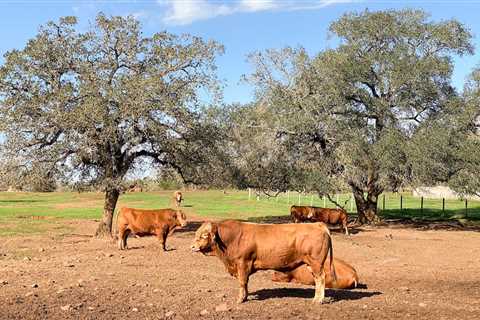 Thirty Years Ago, the First Wagyu Cows Came to the U.S. Now, the Industry Is Bigger Than Anyone..