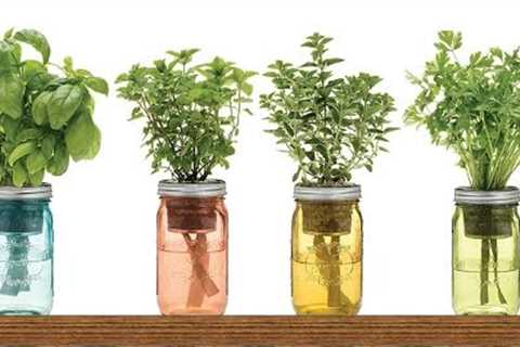 9 Herbs You Can Grow In Water Over And Over Again For Endless Supply in 2022