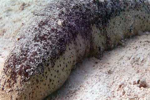 How Long Can Sea Cucumbers Live For?