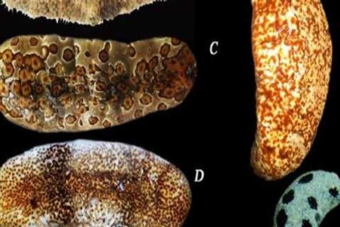 5 Tips for Choosing the Best Dried Sea Cucumber: Consider Quality, Price, Rehydration, and Cleaning