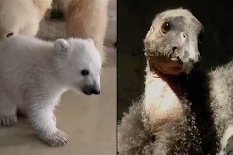 New Babies! Rare Baby Polar Bear and Condors Born