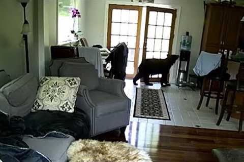 Brave Dog Scares Off Bear Inside Kitchen