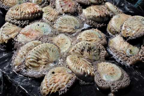 Medical Benefits of Eating Canned Abalone Products