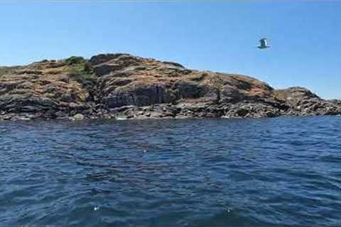 The Sea Loins on Mitlenatch Island , BC , Campbell River , Canada