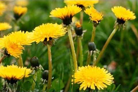 How to Cook With Dandelions | P. Allen Smith Cooking Classics