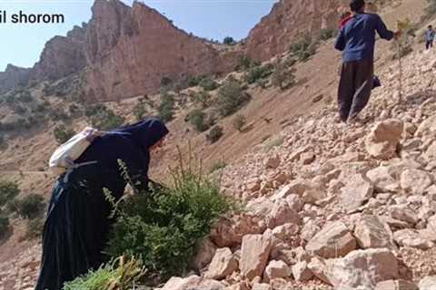 Traveling to the Zagros mountains to pick rare herbs and spices: nomadic life🛻🌱🌿