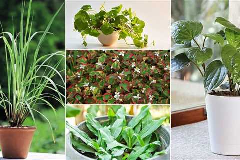 Exploring Herb Varieties From Common to Exotic!