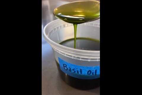 Michelin quality basil oil.        Recipes on ig