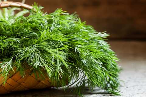 Dill Weed - Aromatic Herb For Pickles and Seafood!