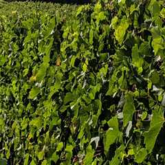 Exploring the Wine Experiences in Central Florida
