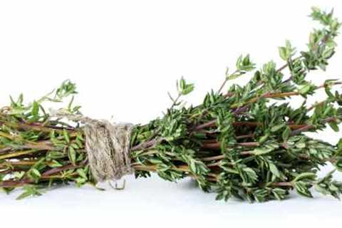 Thyme - The Herb That Stands the Test of Time