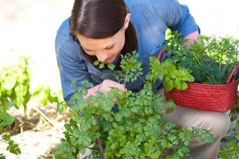 Savoring the Aromas - Exploring the World of Fragrant Herbs