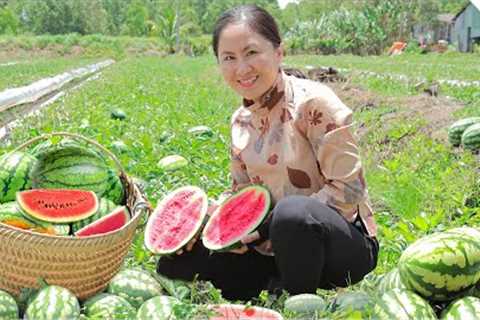 Harvest Watermelon Goes to the market sell - Delicious dishes from Watermelon | Emma Daily Life