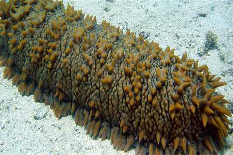 What Would Happen if Sea Cucumbers Disappeared?