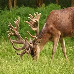 How To Make The Best Wild Game Recipes For Hunting Trips