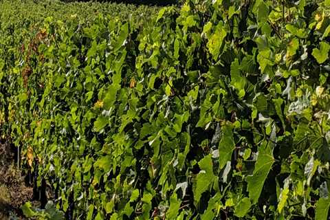 Exploring the Oldest Winery in Central Florida