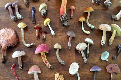 Mushrooms: All You Need to Know