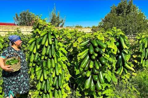 Mix of Cucumber Harvest, Watermelon Juice and Delicious Recipes