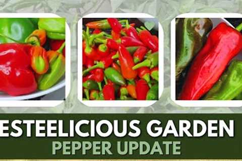 The Secret To A Successful Container Pepper Garden: Pepper Update