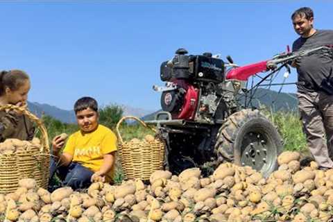 HARVESTING POTATOES IN THE VILLAGE! HARVESTING APRICOTS AND MAKING JAM! COOKING BEST VEGAN MEALS