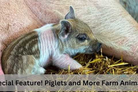 Farm Animals for Kids, Featuring Newborn Piglets