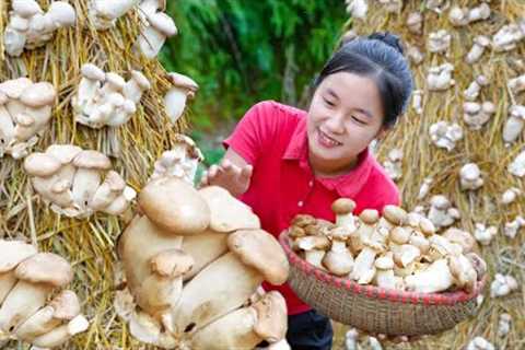 Harvest STRAW MUSHROOMS goes to the market sell | Ella Daily Life