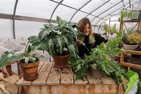 3 New Leafjoy Houseplants + Starting Geranium & Lisianthus Seeds! 🪴😍✨ // Garden Answer