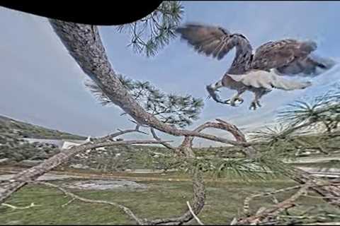 SWFL Eagles ~ M15 Brings A Fish But F23 Drops It On The Ground 🐟 Huge Piles Of Grass & Moss 11...