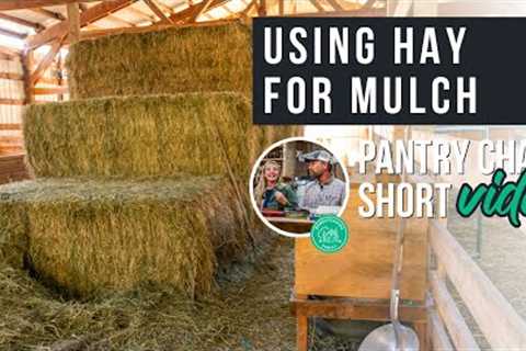 Using Hay for Mulch | Pantry Chat Short