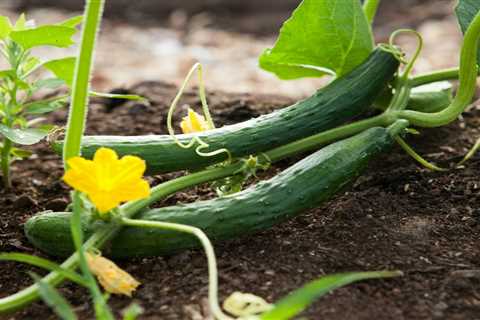14 Benefits of Eating Cucumber at Night - Discover Now! - Flank Waltham