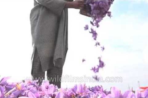 Kashmiri in phiran piles up harvested saffron crocus flowers - slow motion