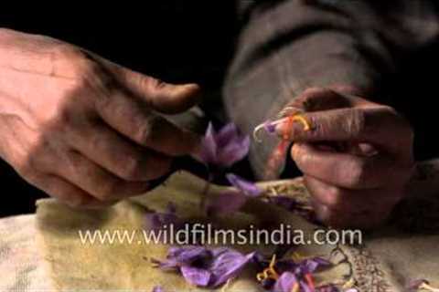 Removing stamens from Saffron crocus flowers, to extract the spice