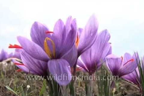 Cultivated Crocus sativus flowers' stamens yield saffron when dried