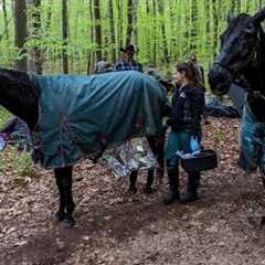 Horses Trapped in Mud Saved by 40 Rescuers