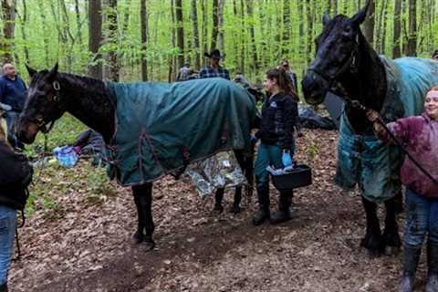 Horses Trapped in Mud Saved by 40 Rescuers