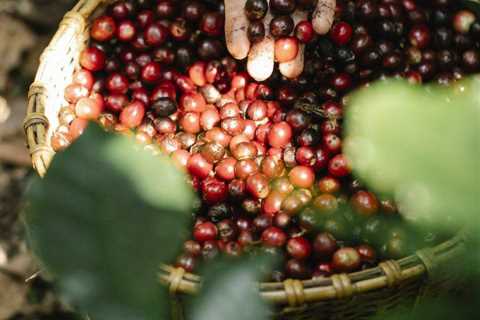 Zrównoważone Plantacje Kawy: Polskie Inicjatywy Wsparcia